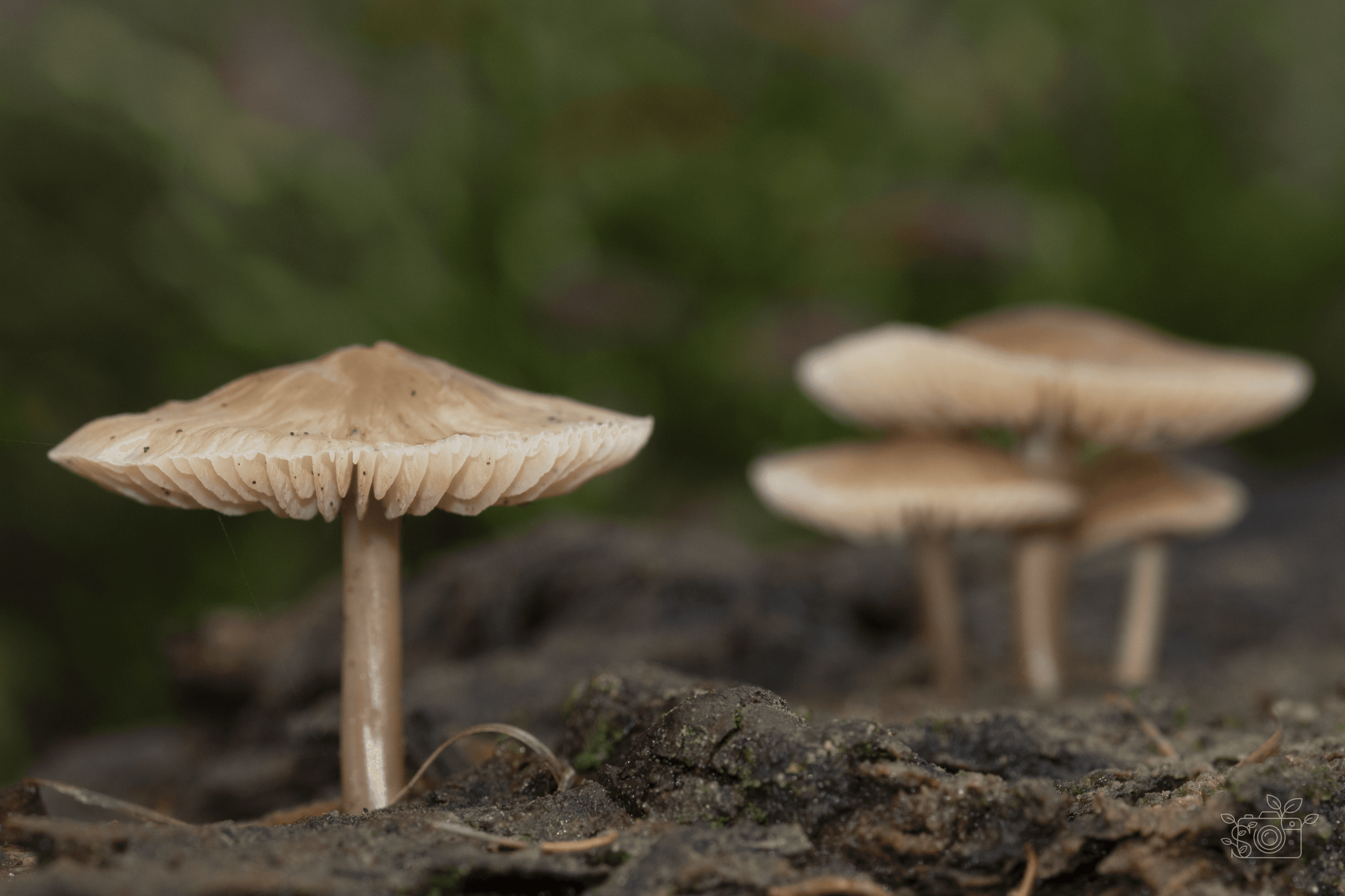 Goede grond is belangrijk